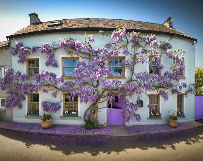 The 24 Year Old 'Wisteria' Cottage. This Beautiful Cottage Is Located In Inistioge, Co. Kilkenny, Ireland