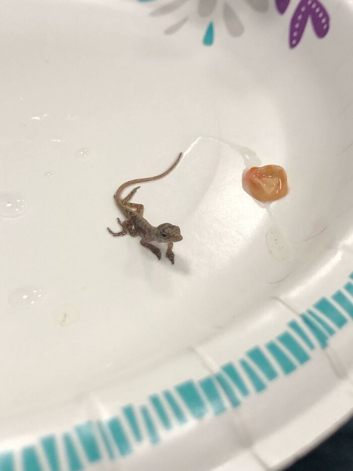 Gifted A Bonsai Tree, Found An Egg Near The Trunk - This Little One Hatched From It Today