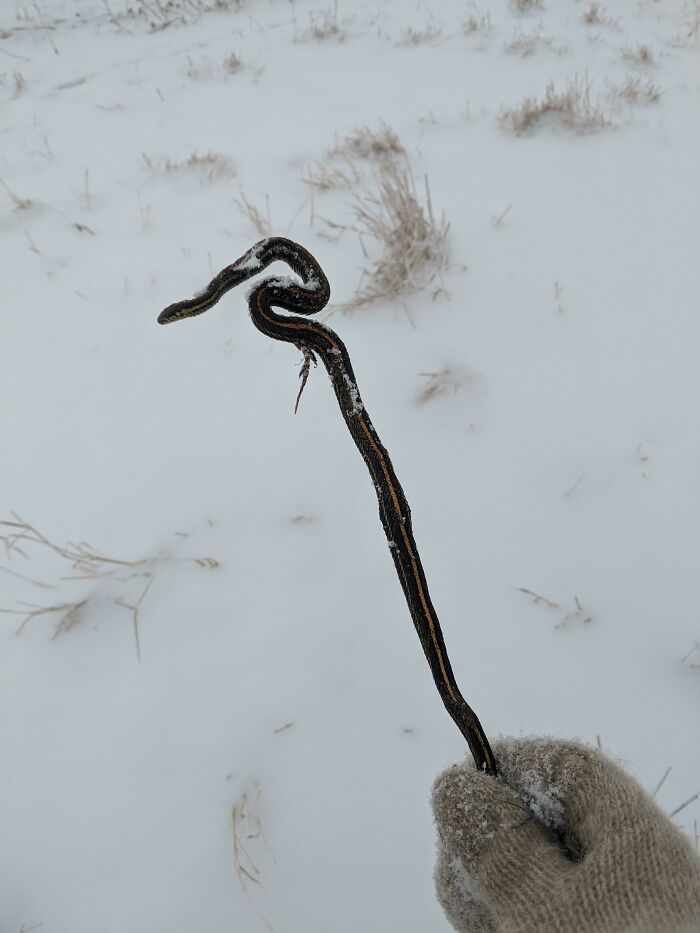 I Found A Frozen Snake