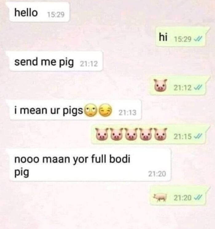 Cute Pigs