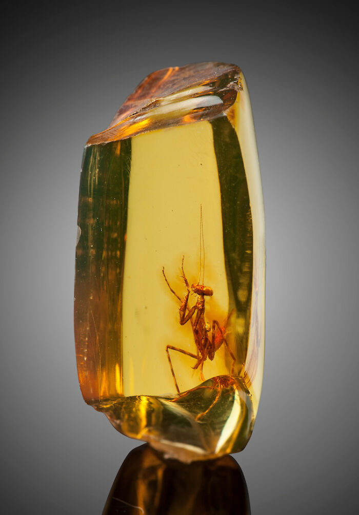 A 12 Million Year Old Praying Mantis Encased In Amber