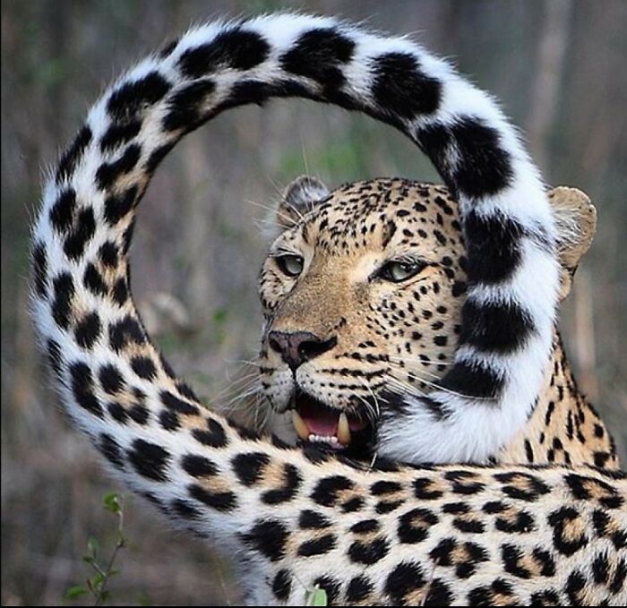 A Very Photogenic Leopard
