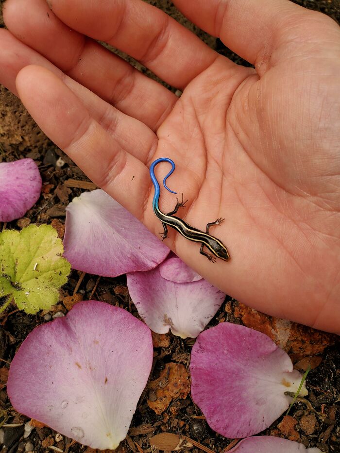 My Wife Found This Tiny Skink In Our Garden, Some Much Needed Brightness On A Grey, Smoky Day