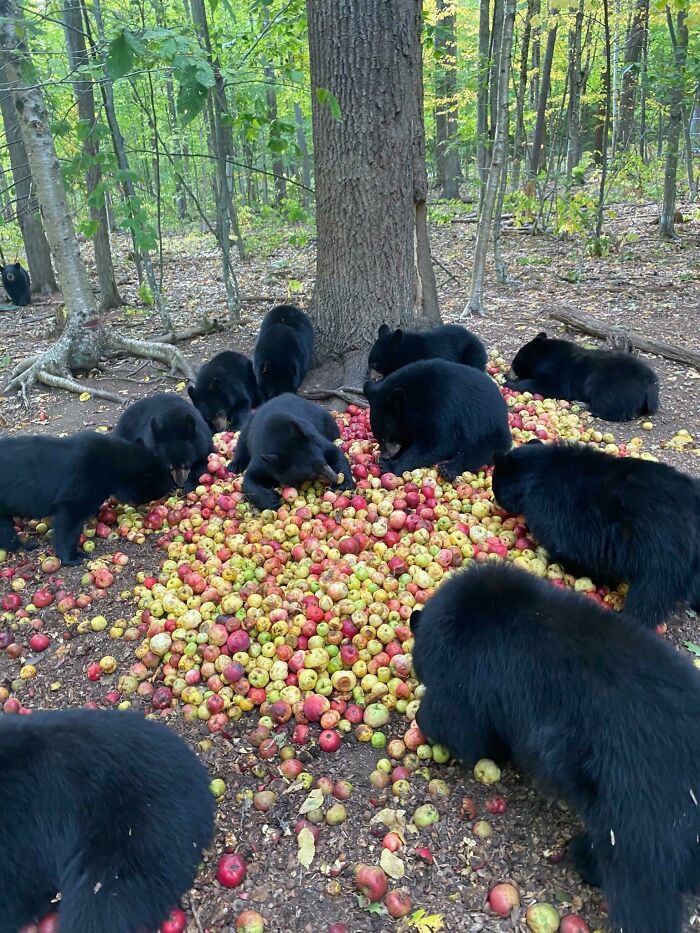 Just Some Black Bears Eating Some Apples In The Woods