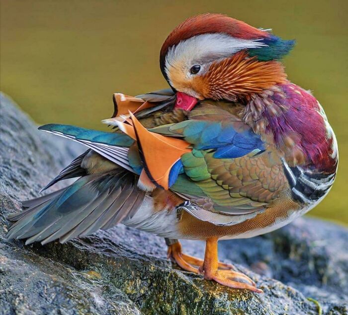 A Very Colorful Mandarin Duck
