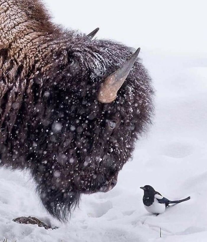 Big Bison Meets Little Magpie