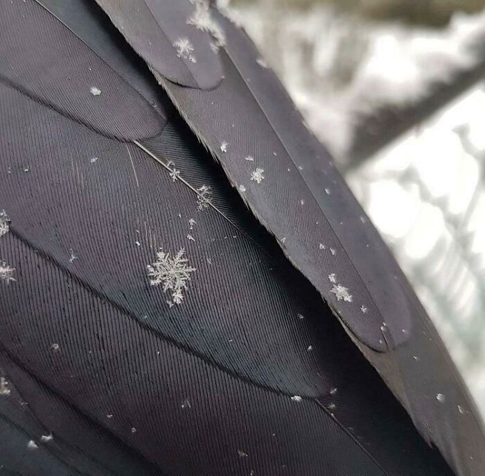 A Snowflake On A Crow’s Wing