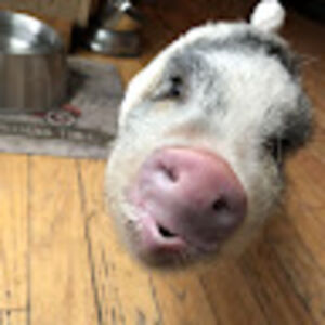 snorkythepig avatar