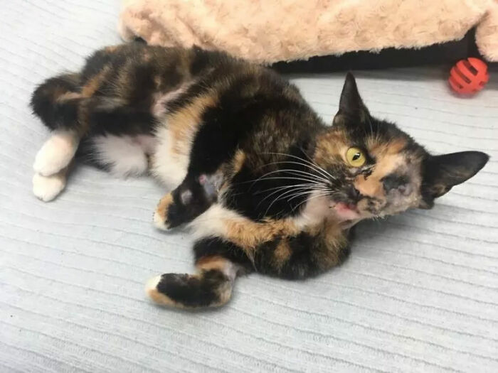 Meet Trudie, The 'Miracle' Cat Who Survived Being Run Over By A Bus And Found A New Forever Home