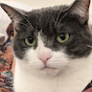 anjanettenavarro avatar