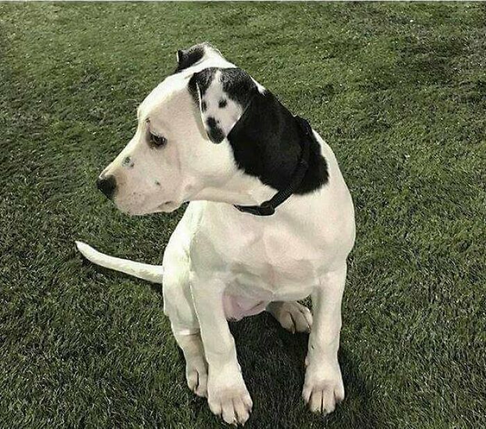 The Dog's Ear Is Another Dog