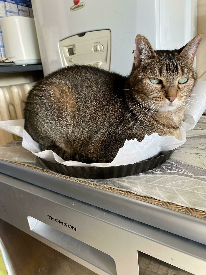 My Mother Was About To Make A Pie, She Was Away 5 Minutes