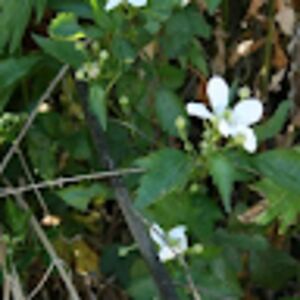 alexandriariley avatar