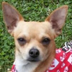 cherylkuras2012 avatar