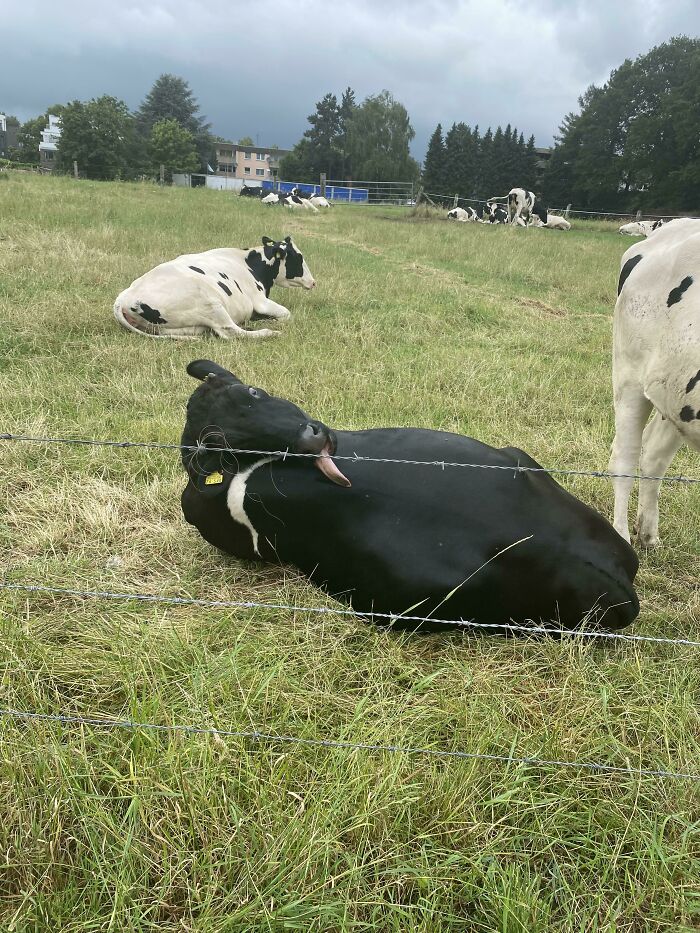 Idk If I’m The Only One, But I Really Like Cows. I Think They’re Cute