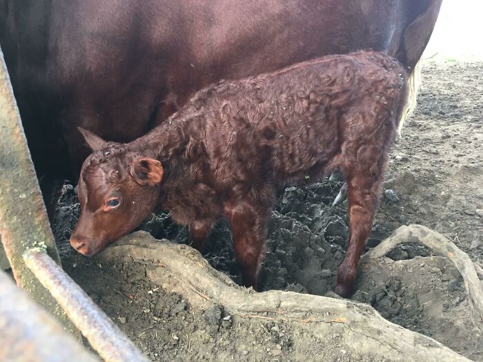 One Of The Main Reasons I Went Vegan Is Because I Walk My Dog In A Cow Field Every Day. Here’s A New Born Pic. Sooooo Cute