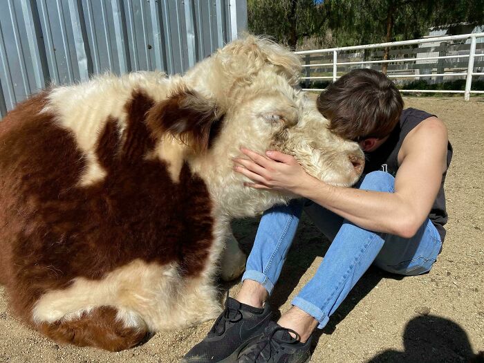 A person cuddling a fluffy cow with a brown and white coat in a sunny, outdoor setting.