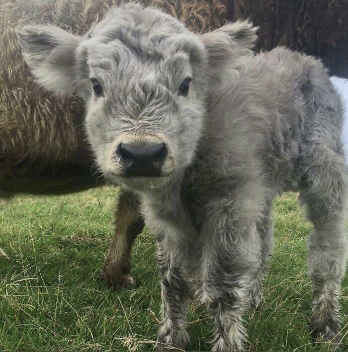 Adorable fluffy calf standing on grass, showcasing cute cow features.
