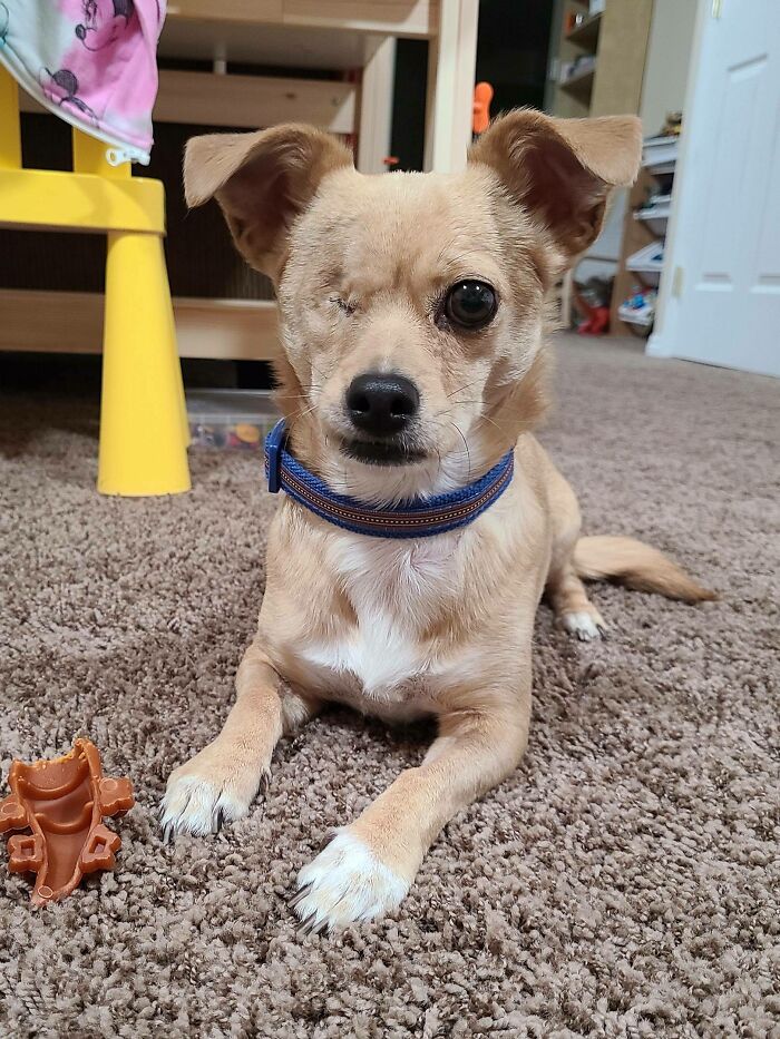 Nuestra primera mascota, adoptada hoy. Os presento a Fred Lobster