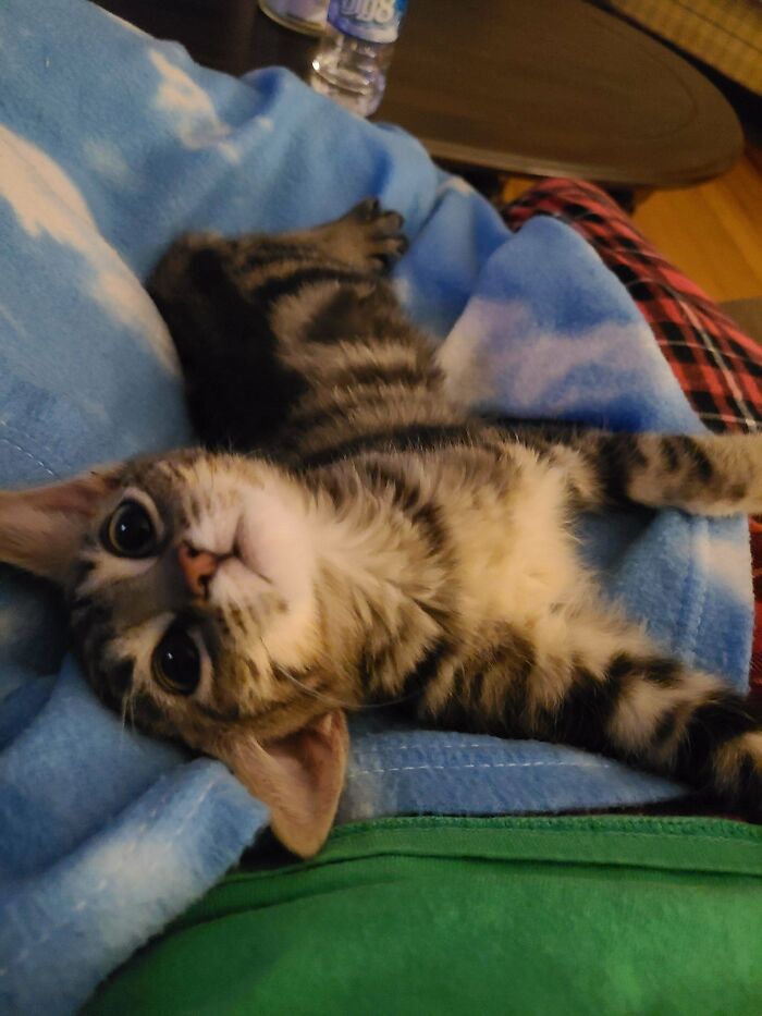 Just Adopted This Girl And Named Her Cinnamon Bun Because Of Her Swirls