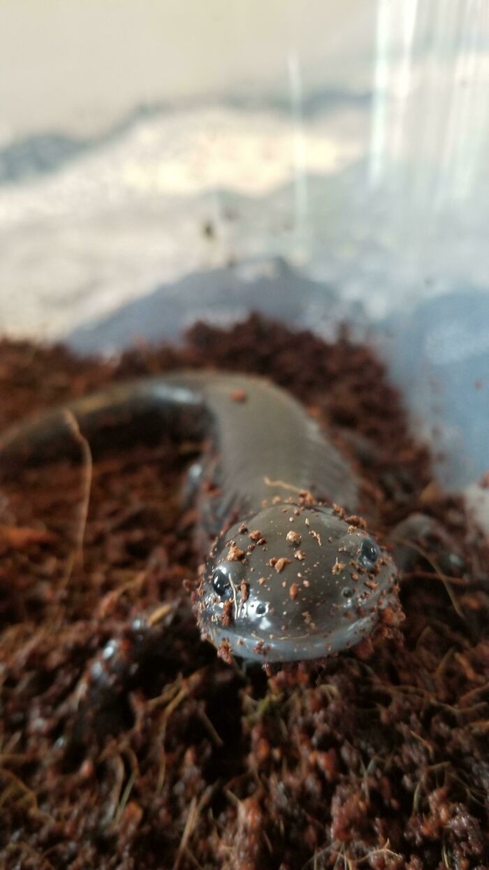 El ajolote metamorfoseado que adopté la semana pasada por fin empieza a confiar en mí lo suficiente como para acercarse a comer