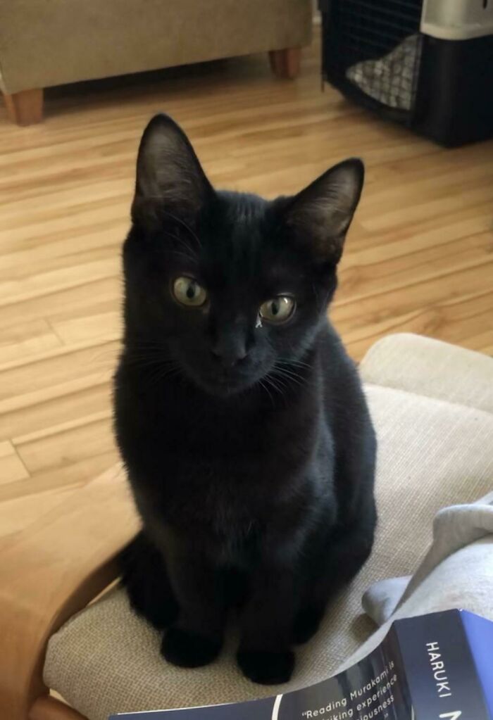 Adoptamos a la pequeña Salem hace una semana. Era increíblemente tímida y se escondía cada vez que nos veía. Ahora viene a vernos cuando estamos leyendo. ¡Creo que estamos progresando!