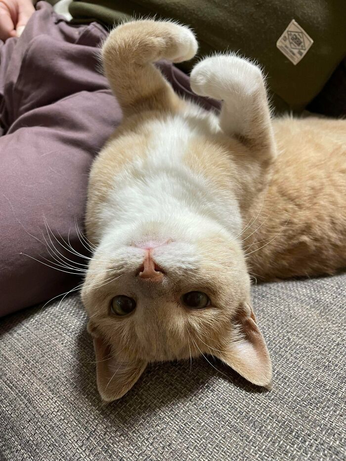 Conoced a la princesa Carol, una gatita callejera que decidió adoptarnos