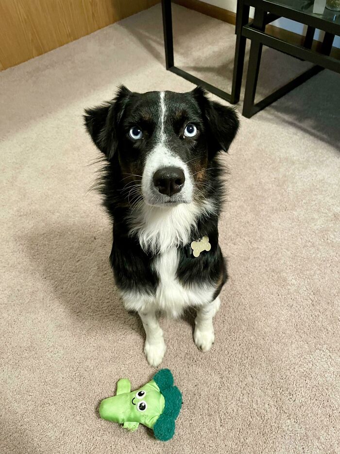 Adopted A Few Weeks Ago. Meet Bando!