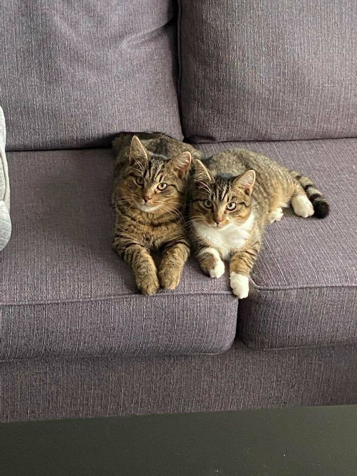 My Girlfriend And I Finally Started Our Furfam! We Adopted These 2 Boys A Few Days Ago. Meet Calvin And Django!