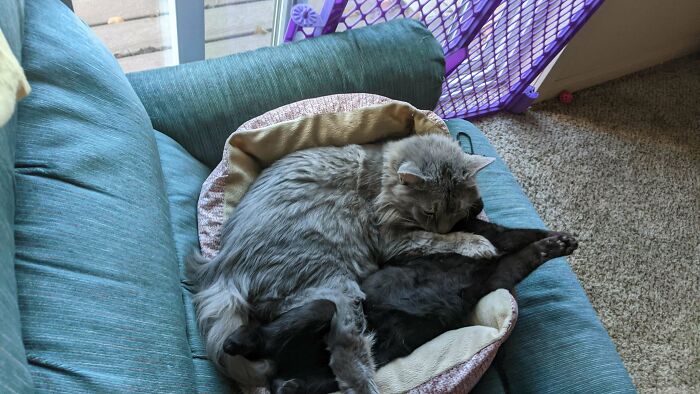 My Momma Cat Has Been Missing Having Kittens Around Her Since We Adopted Her Two Years Ago. We Finally Took The Leap And Adopted A New Kitten. I'd Say It Was The Right Decision