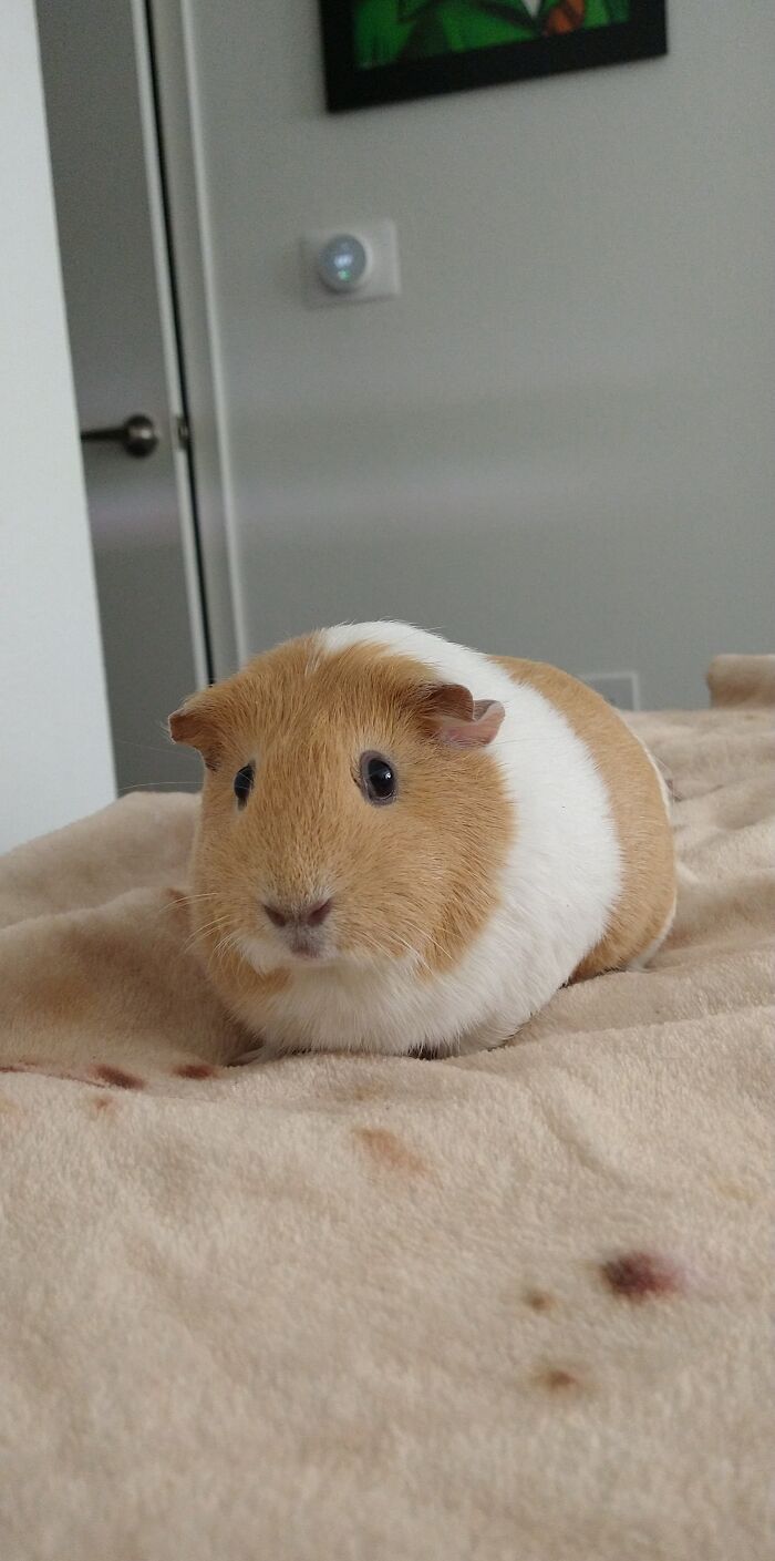 Just Adopted This Sweet Girl This Morning! I'm Thinking Peaches For Her Name, Any Other Suggestions?