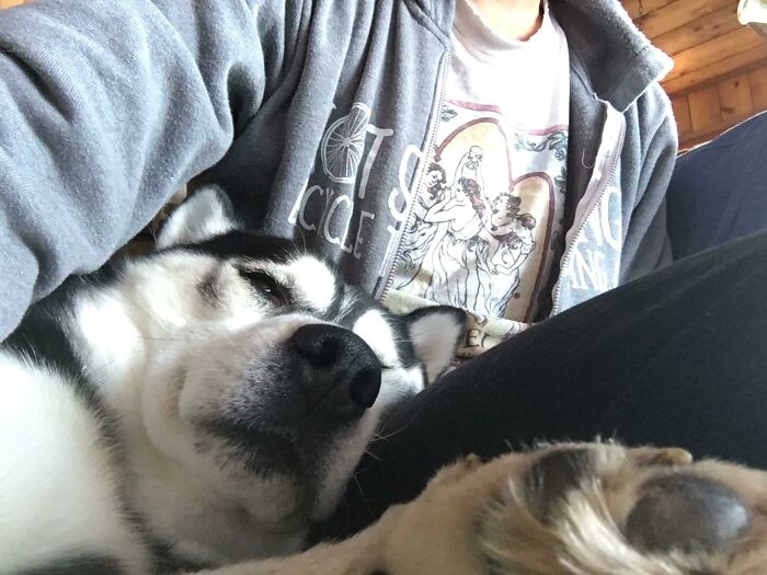 Mi Husky que adopté hace unas 24 horas. ¡Es tan grande!