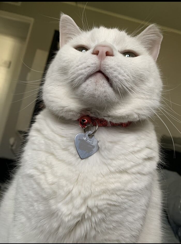 Adoptamos al gato más fotogénico