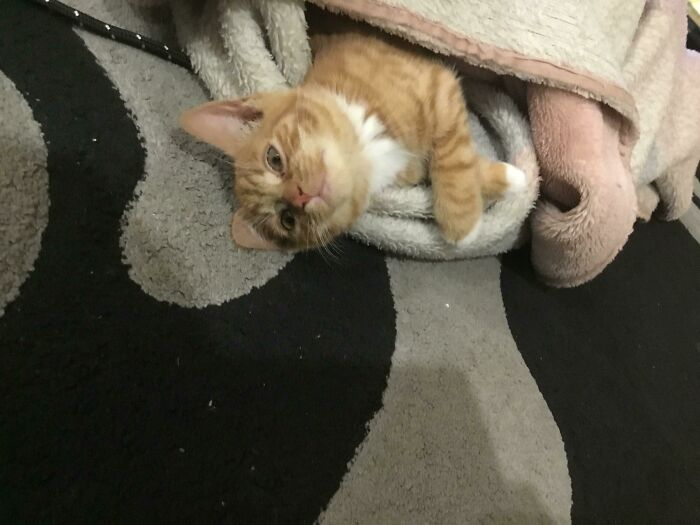 Adopted This Silly Little Thang Exactly A Week Ago. She’s Always So Sleepy