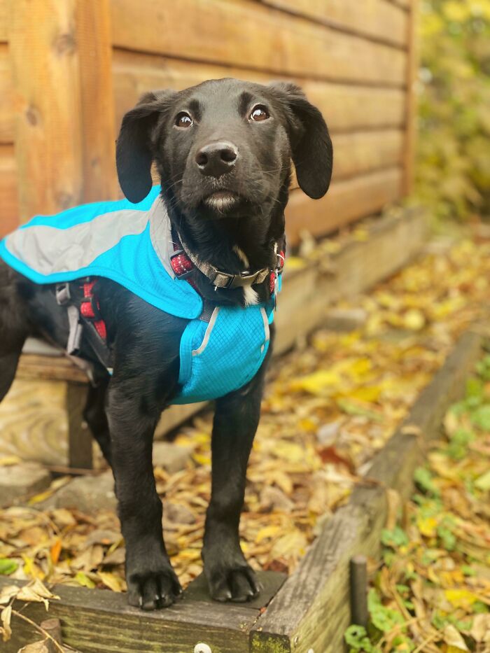 Adopté un príncipe de Disney en forma de perro