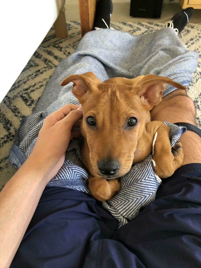 Ayer rescaté un cachorro. Puedo afirmar que le gusto