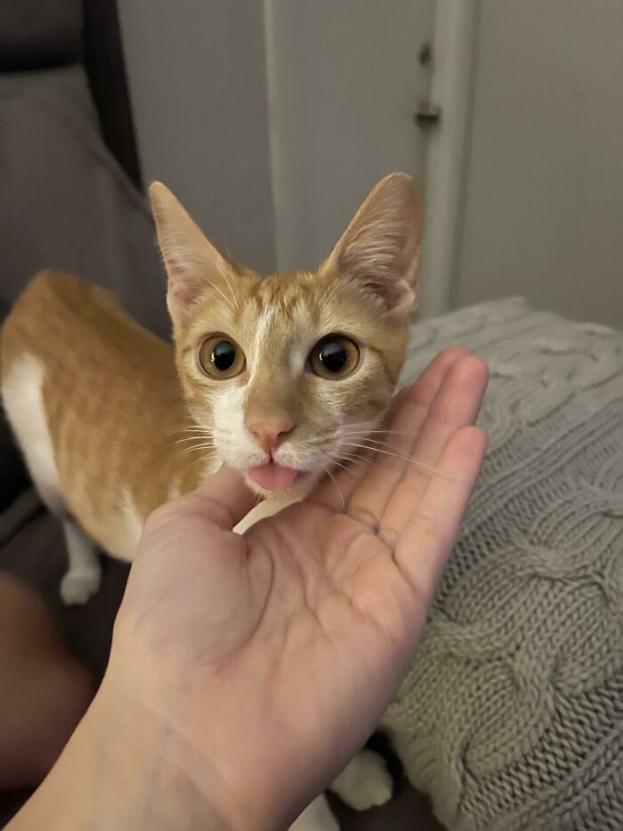 Meet My New Rescue Kitty, Fig