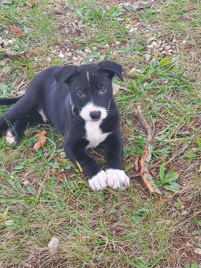 Our New Rescue Pup, Rexxar