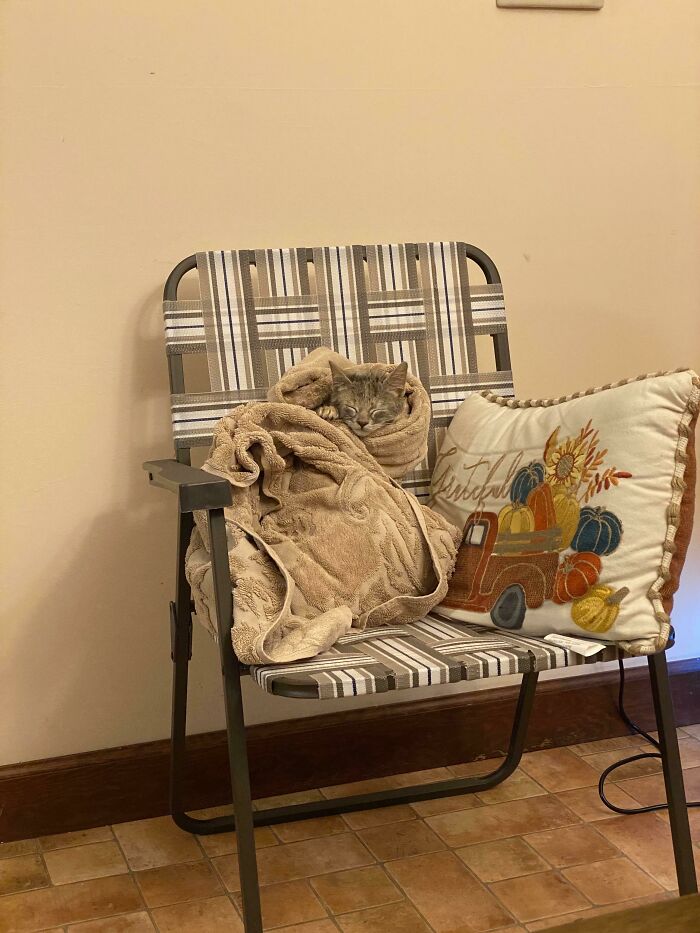 Meet Oliva, Freshly Rescued, Fed, Showered And Ready To Sleep