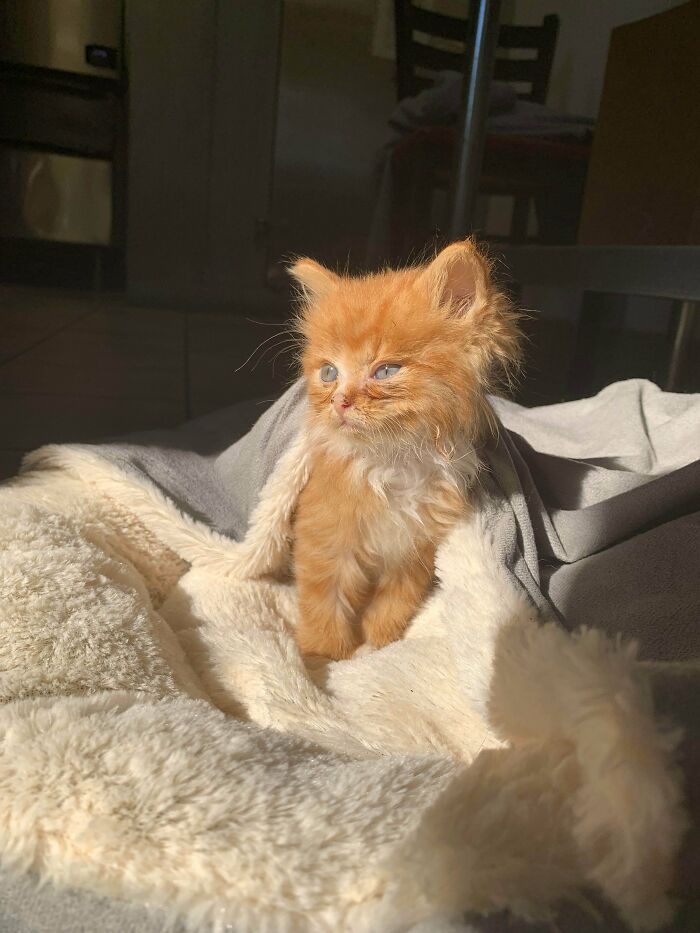 My Coworker Rescued This Lil Kitten And Brought Him To Work Today