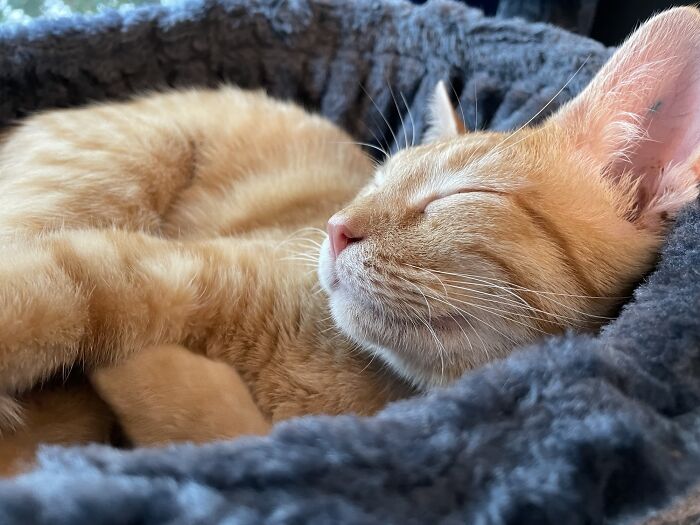 I Think Molly Is Happy In Her New Forever Home