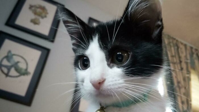 Mi fracaso de acogida Eva. Lloré todo el día cuando la devolvimos para que fuera adoptada por el público. Mi marido regresó y la trajo para mí. Ella es perfecta