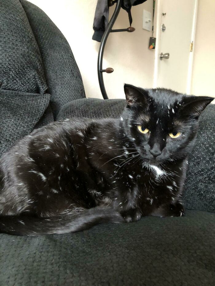 Mi niña tiene vitiligo. Era completamente negra cuando la adoptamos pero cada año tiene más manchas