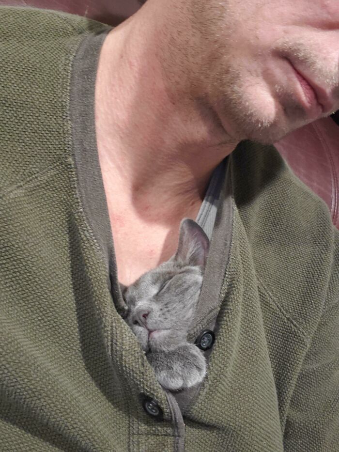 Calentador de camisas. Está muy feliz de ser adoptado