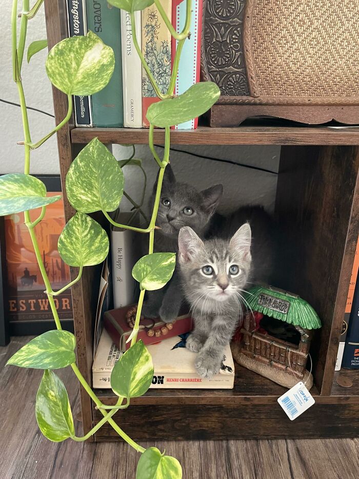 Name Suggestions ? Found A Litter Of 5 Kittens Dumped On A Studio Lot In Hollywood, These Are The Two We Adopted. White/Grey Is A Boy. All Grey Is His Sister