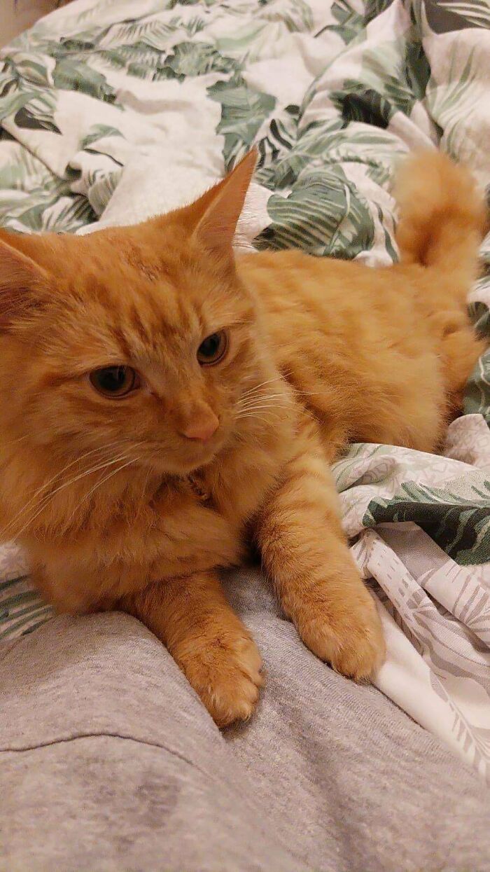 My GF And I Have Always Wanted A Cat, But Over The Six Years We’ve Been Together, We’ve Never Been In A Position Where We Could Truly Dedicate Ourselves To A Furry Friend (Courtesy Of Work, Travel Etc). Two Days Ago Though, We Finally Adopted! Needless To Say, I Am Now In Love. Internet, Meet Mew!