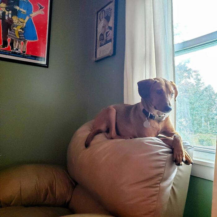 Do Your Small Dogs Do This Or Did I Adopt A Cat?