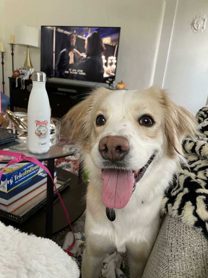 Adopted This Sweet Girl Yesterday! Welcome Home, Makoa 