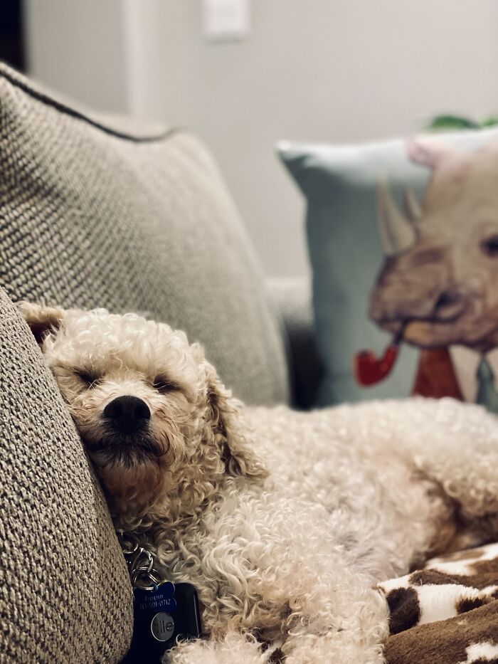 Just Adopted And All Tuckered Out, Finally Feeling Comfy In His New Forever Home. Meet Pippin!