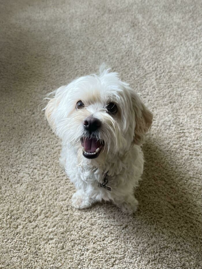 Adopted This Beautiful Boy Yesterday- I Love Him Already